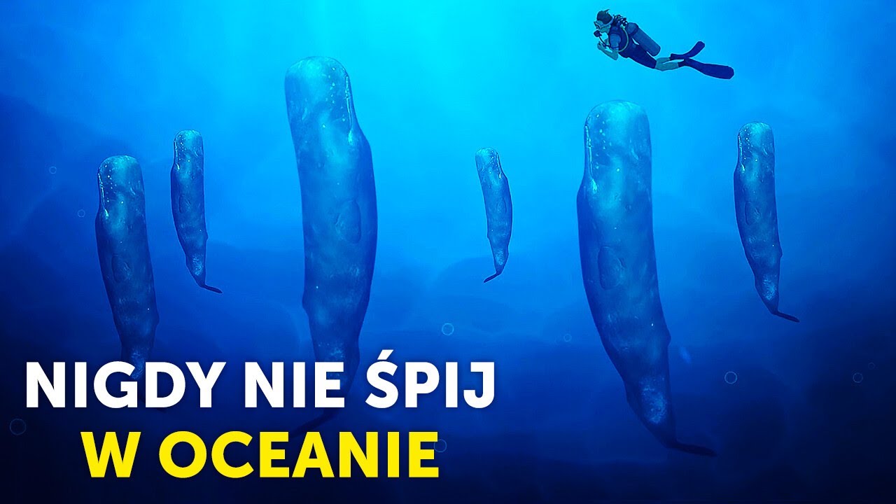 Fakty o zwierzętach morskich, które nie pozwolą Ci zasnąć (jak zawsze)