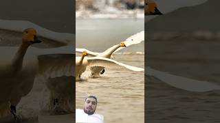 Gooseberry shots and the #birds #duet #2026#india#youtubeshorts