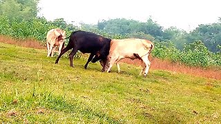 One cow & three bull video