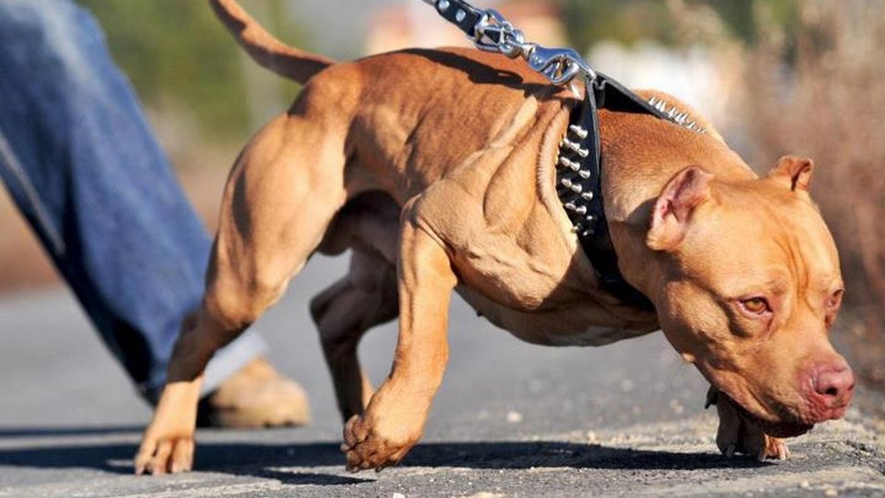 Pit Bull Dog Breed YouTube