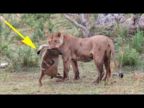 Львица схватила обезьяну с маленьким детёнышем, то что произошло дальше невероятно...