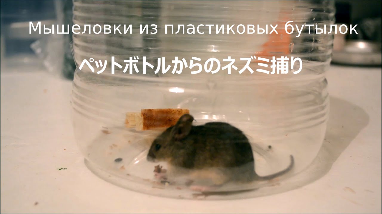 ペットボトルで作るネズミ捕り Youtube