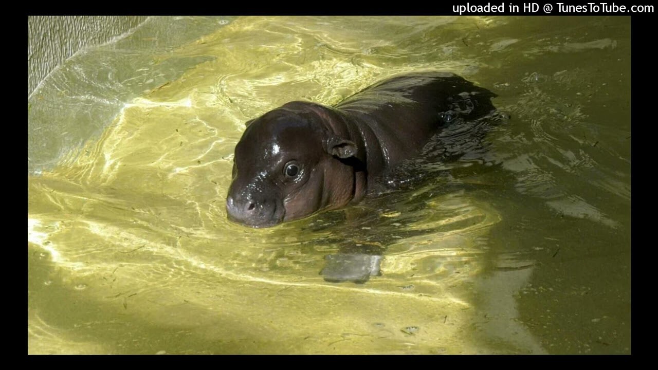 [free] osamason + ken carson + glokk40spaz + gyro type beat [prod.ex004kt,redux]