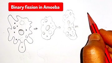 How to draw binary fission in Amoeba | Binary fission in Amoeba | Binary fission in amoeba diagram