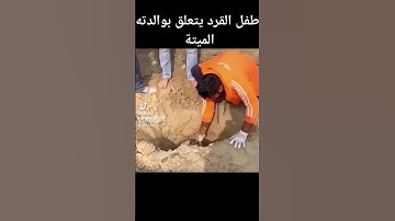 #قرآن #مسلم #تلاوة_خاشعة #lovequran #سورة-نوح#powerfulreactionofquran#islamicvideo #قورئان #muslim 🌹
