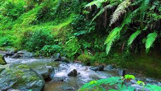 Relaxing River Sounds for Focus, Studying &amp; A Peaceful Home 🌿 Relaxing Sleep Calming Anxiety