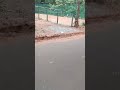 Spotting 🦌 at IIT Madras #trending #shorts #viral #campuslife #wildlife #kids #love #fun #enjoy