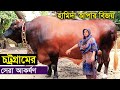 চট্রগ্রামের সেরা আকর্ষণ হামিদা আপার বিজয় অনেক কষ্টে পালন করা বড় গরু vijoy big cow