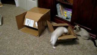 Uncoordinated kittens.avi