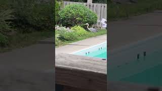 Great Blue Heron pond visit
