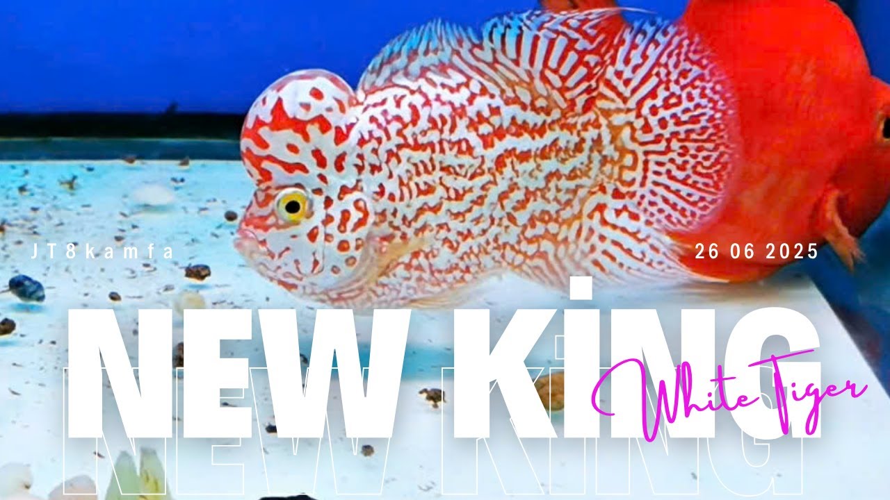 Siêu Phẩm Kamfa Golden Base -  Kamfa Nhí VIP Chất Lượng Cao (Châu Đầu Màu Hội Tụ 0933333250)