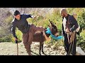 Nomadic Life: Ali's Bitter Adventure in the Mountain and Ehsan's Efforts to Save Him