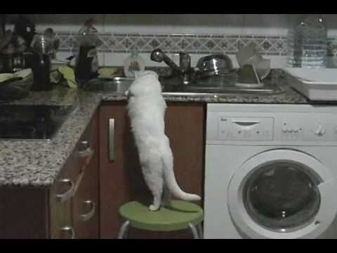  CAT WASHING DISHES   YouTube
