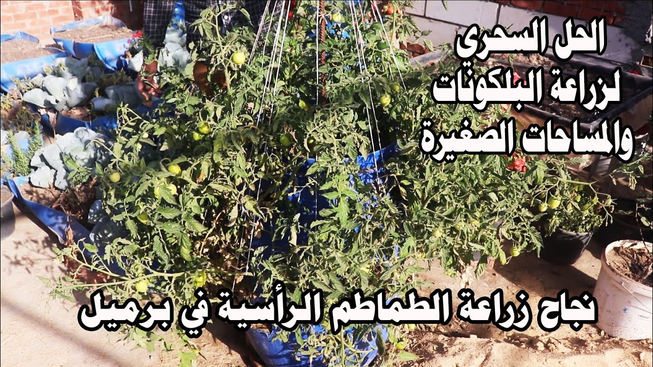 تعالوا أعلمكم نجاح زراعة الطماطم الرأسية في برميل زراعة اورجانيك ( الجزء الثاني )