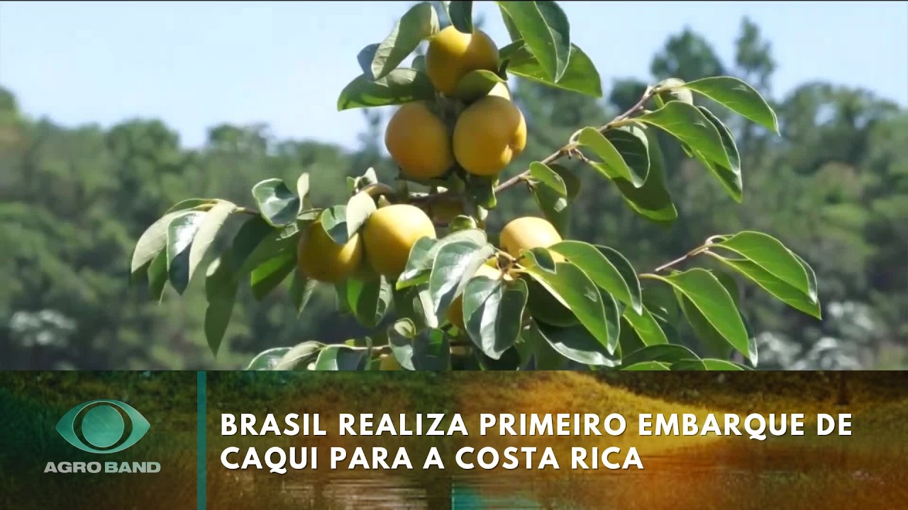 Giro Brasil: Brasil realiza primeiro embarque de caqui para a Costa Rica
