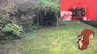 Famous BBC micro:bit Bluetooth Squirrel Counter Net Worth