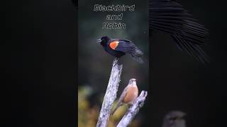 Some of my recent #bird photos along with my upcoming #ambientsong 'Shelter From the Storm' #shorts