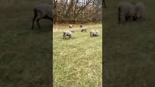 Romanov Koyun Sürüsü