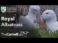 Live Royal Albatross Cam - #RoyalCam - New Zealand Dept. of Conservation | Cornell Lab