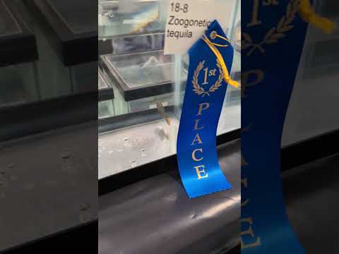 2025 ALA Convention - Showroom Tequila Livebearers 1st place!! (2026) #shorts #drockingfish