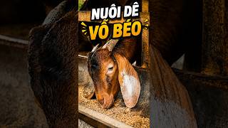 Bí Quyết Nuôi Dê Mau Xuất Chuồng Của Anh Thành #chanuoide #shorts #channuoi