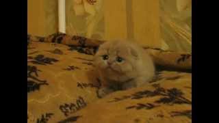 Шотландская вислоухая девочка питомник Greycat www.grey-cats.ru Шотландская вислоухая девочка питомник Greycat www.grey-cats.ru