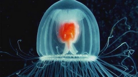 How to Live Forever? Be a Jellyfish