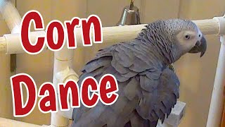 Einstein Parrot performs the Corn Dance!