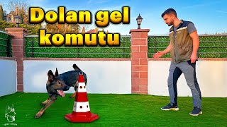 KÖPEKLERDE DOLAN GEL EĞİTİMİ🐶😍