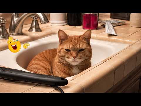 Best Cat Moments 🐈 | TRY NOT TO LAUGH – FUNNY Cat FAILS Compilation 😹😂