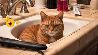 Best Cat Moments 🐈 | TRY NOT TO LAUGH – FUNNY Cat FAILS Compilation 😹😂