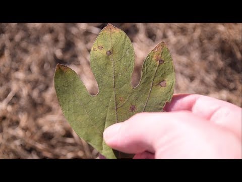 Video: Hoe heet de buitenste laag van een boom?