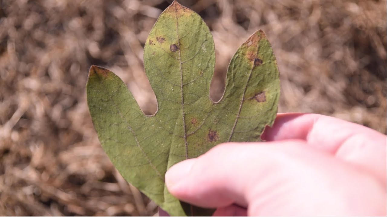 Identifying Trees By Leaves And Bark - YouTube