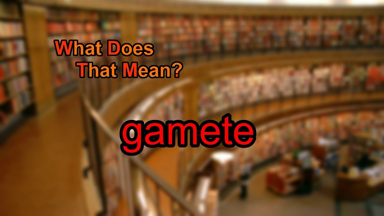 What Does Gamete Mean YouTube