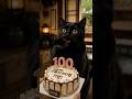 Thank You for 100 Subscribers 🎉 Nero the Black Cat Celebration Cake #shorts