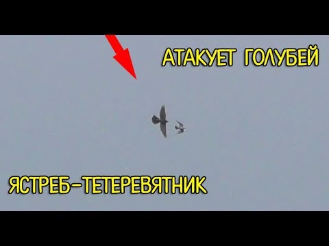И снова Ястреб атакует моих голубей | And again the hawk attacks my pigeons