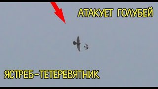 И снова Ястреб атакует моих голубей | And again the hawk attacks my pigeons