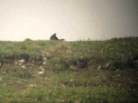 Video: Kaukasisch korhoen: beschrijving met foto