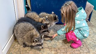 RACCONS' REACTION TO A DOG / Raccoons meet Alice