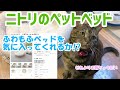 ニトリのふわもふペットベッド購入　うちの猫は気に入るか!?