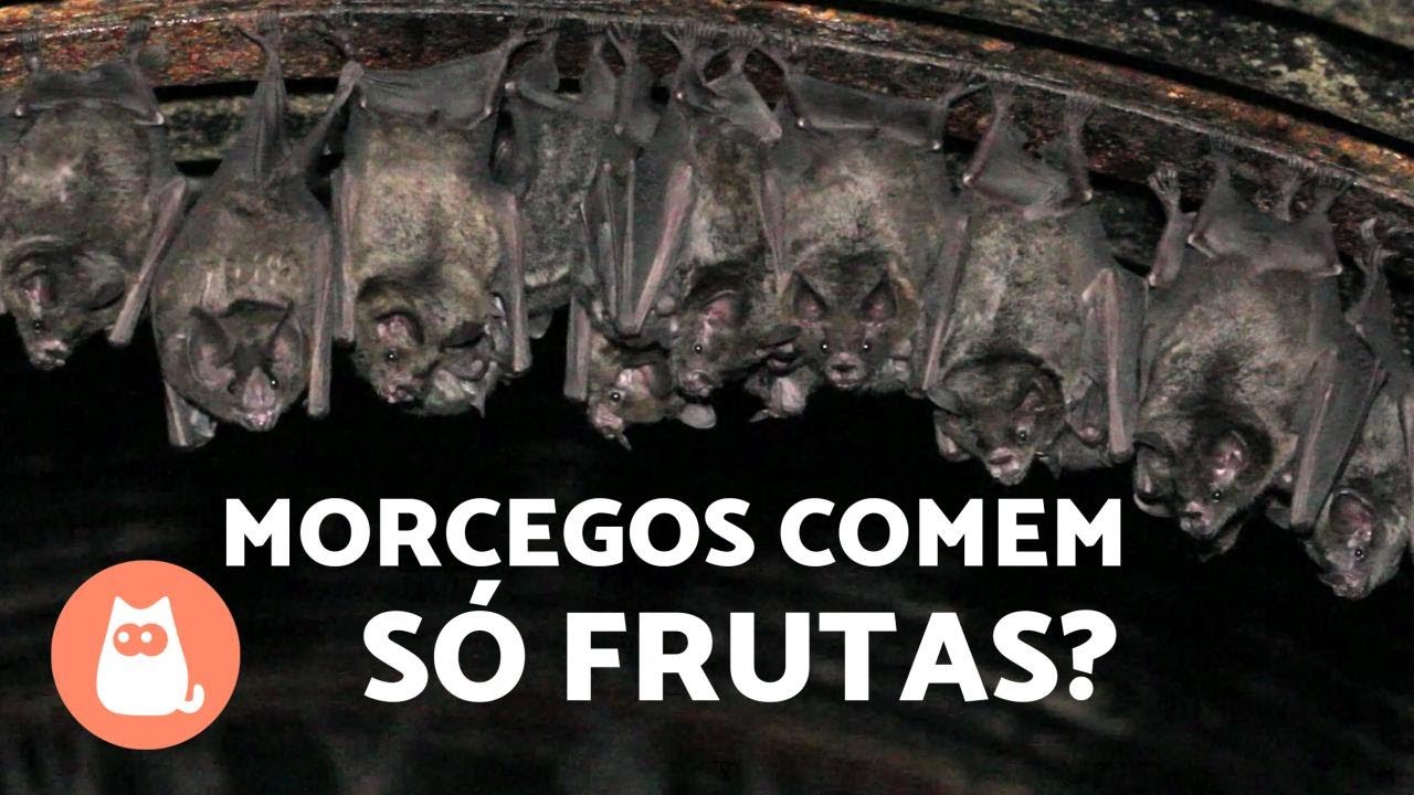 Thumbnail do vídeo