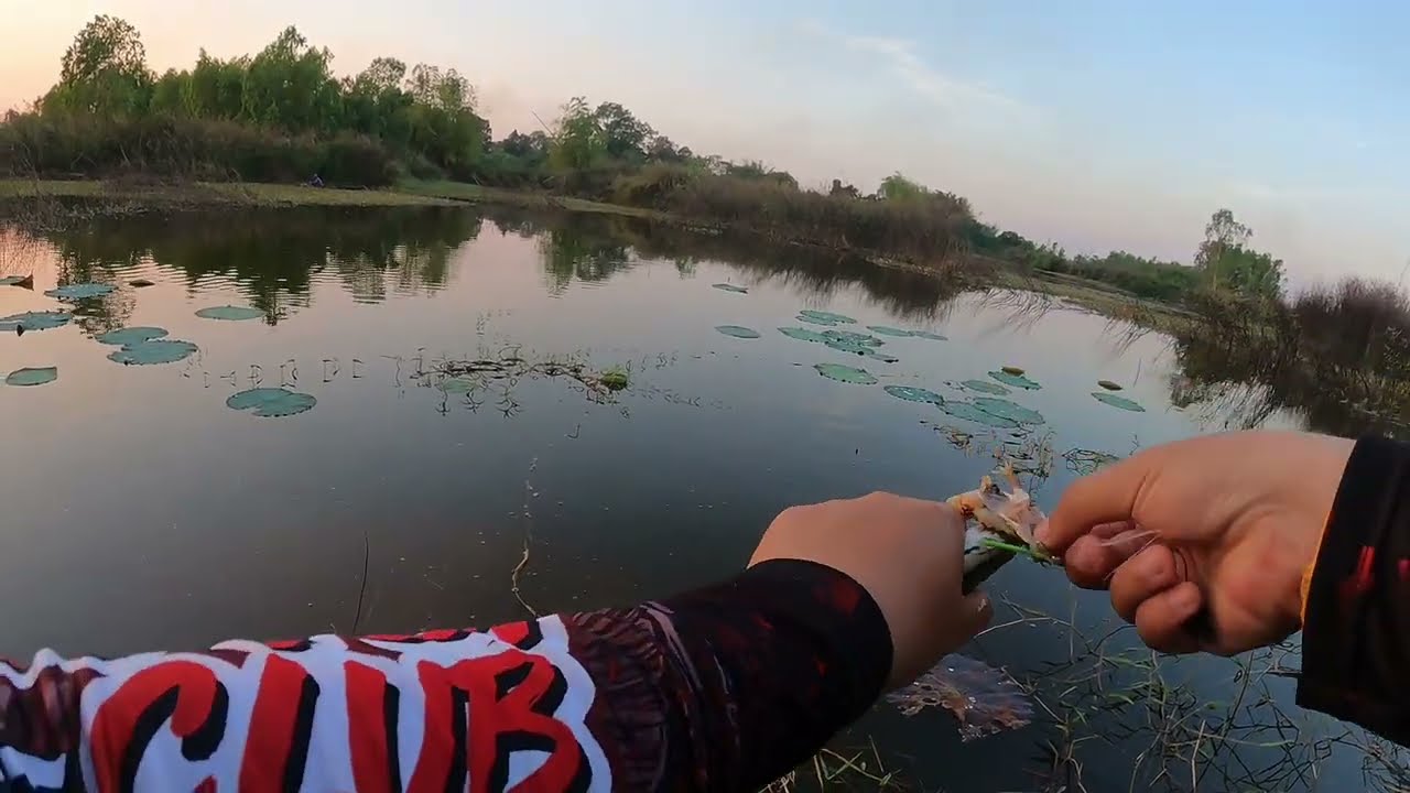 ตกปลาชะโด ด้วยเหยื่อเขียดสดครับ ช่วงเย็น #ตกปลา 