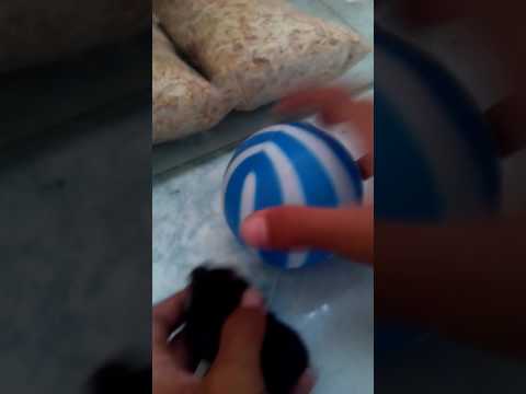 Hamster chơi wheel tự chế