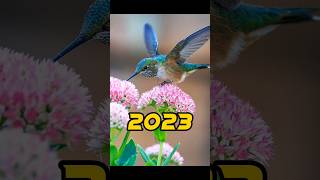 Hummingbird 2023 vs 50000 bce(((mythic fiction world)) #shortvideo