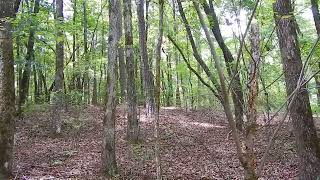 2025 Cicada Emergence: A Once-in-a-Lifetime Natural Phenomenon in Tennessee & Kentucky