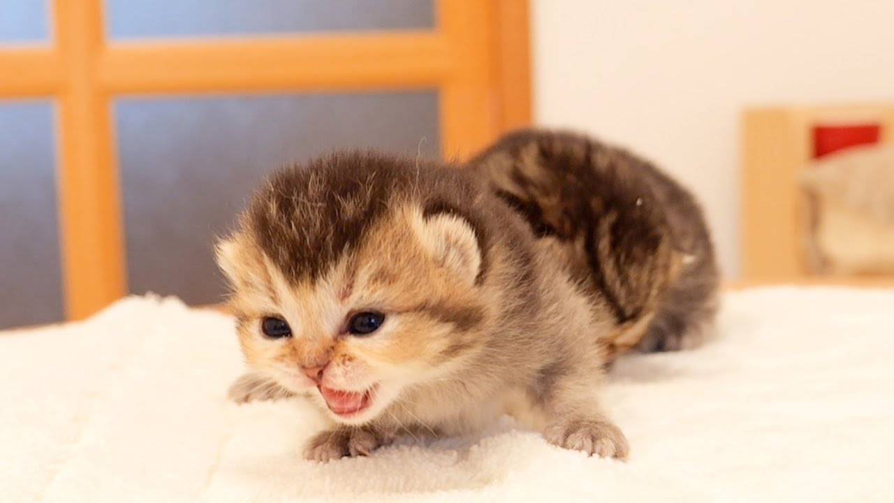 The kitten who talks hard to the mother cat is too cute... YouTube