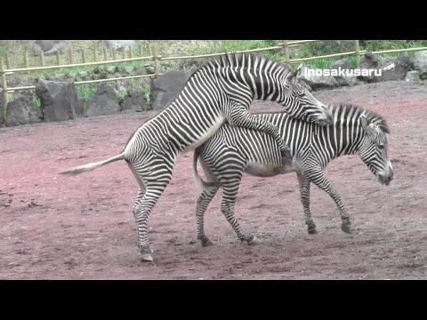 Amazing animal. Mystery of life
