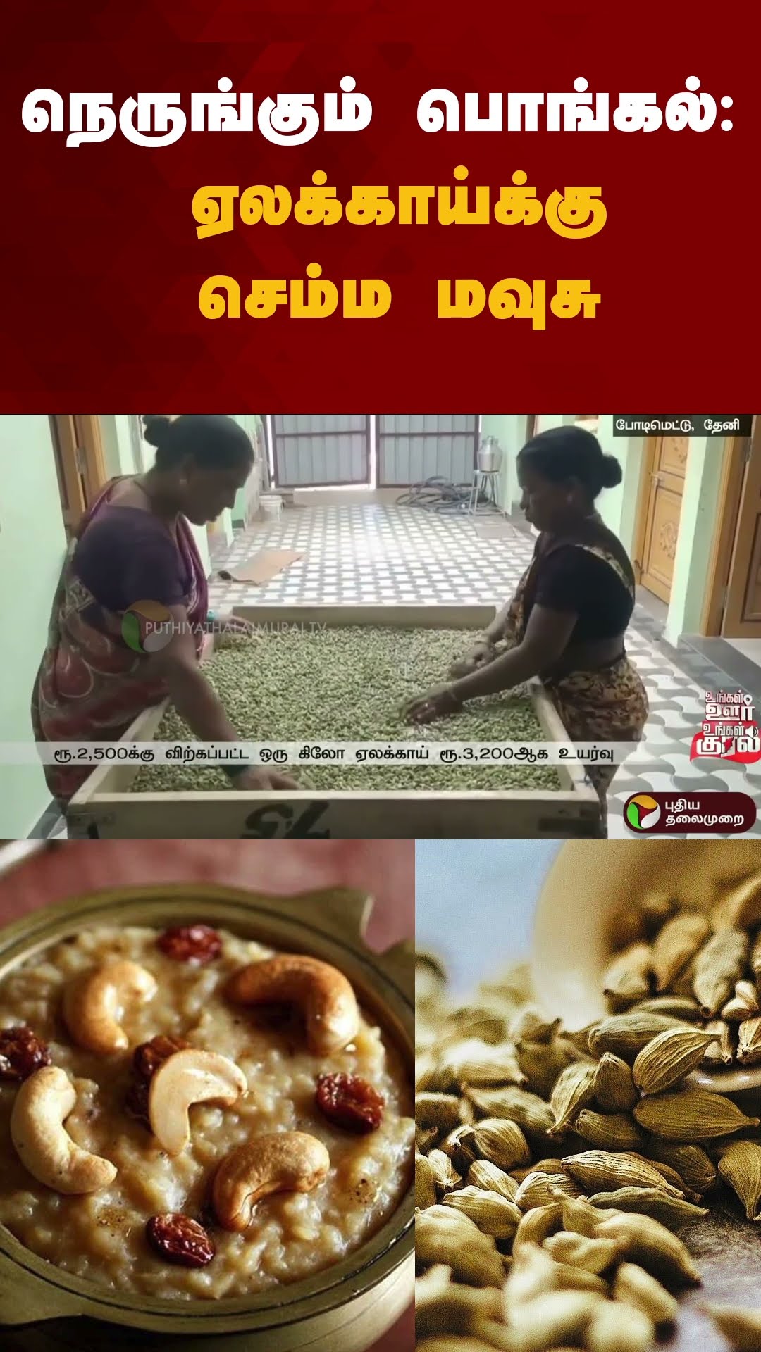 நெருங்கும் பொங்கல்: ஏலக்காய்க்கு செம்ம மவுசு | #shorts | #Cardamom | #theni | #pongalcelebration
