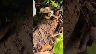 Hunt Snakes Steal Flowers And Grass And Catch Cute Chicks 88