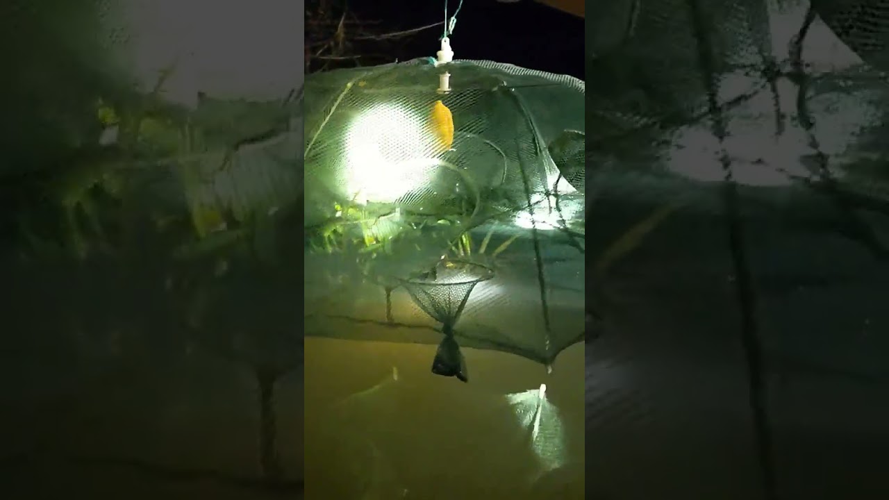 Use 8 holes foldable cage to catch the shrimp in the river 🦐🦐 